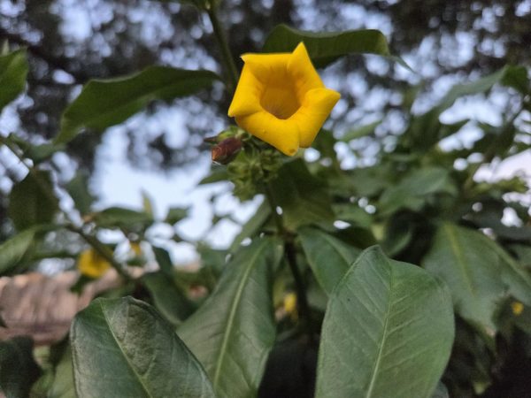 People are currently taking allergy medicine to help prevent any future allergies that can affect their immune system. For example, the flowers have thrived and have given allergies to people from pollen. People have used proper medication so that their body can fight against allergies and stay in good health.