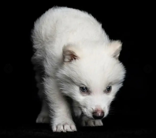 The dire wolf specimen brought to life by Colossal Biosciences named “Romulus” is shown above, he is 6 months old and shows many marvels in his actions. This was previously known as an extinct species and even referred to as fictional due to media depictions. Photo Courtesy of Colossal Biosciences Inc. 