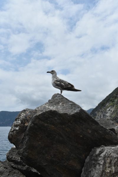 The seagull stands on a rock, overlooking the sights of Italy on the ocean shore. As the bird is dependent on the ocean for food it illustrates how all parts of nature fit together. Photo courtesy of Sami Wardeh 