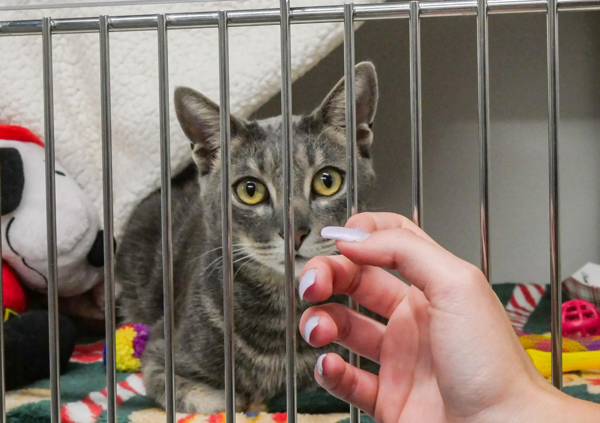 This is an adoptable cat at the Humane Society of Pinellas. The Humane Society of Pinellas and many other shelters in the Tampa Bay area care for and nurture animals that are brought in so they are ready to be adopted.